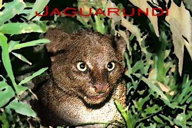 Jaguarundi